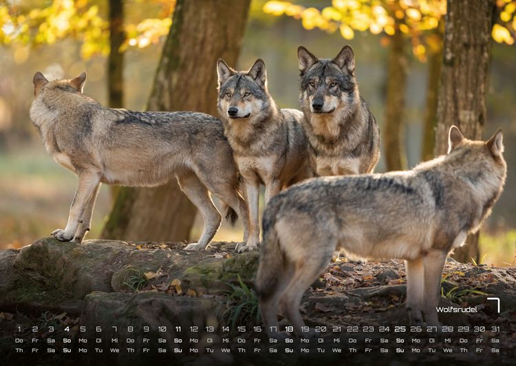 Produktbild: Waldtiere - Heimische Waldbewohner - Der Tierkalender - 2027 - Kalender DIN A2