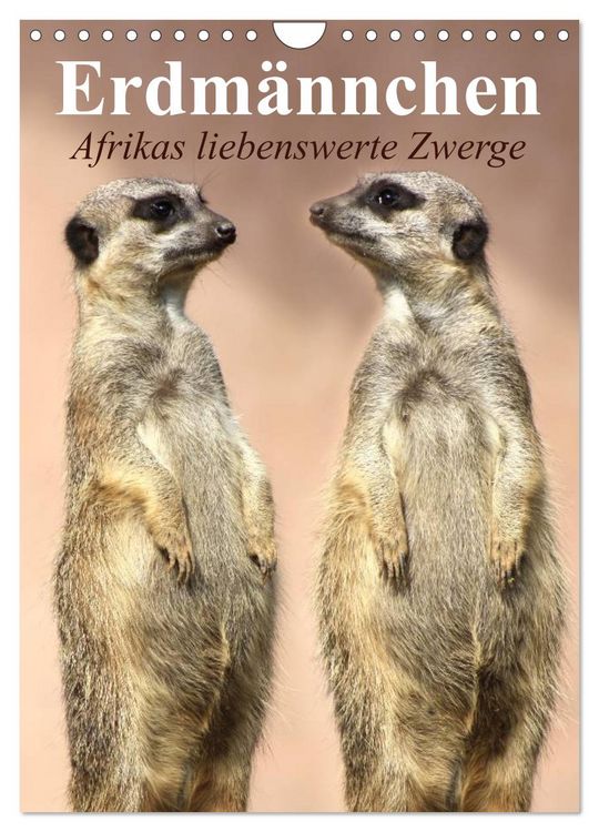 Produktbild: Erdm&auml;nnchen - Afrikas liebenswerte Zwerge (Wandkalender 2026 DIN A4 hoch), CALVENDO Monatskalender