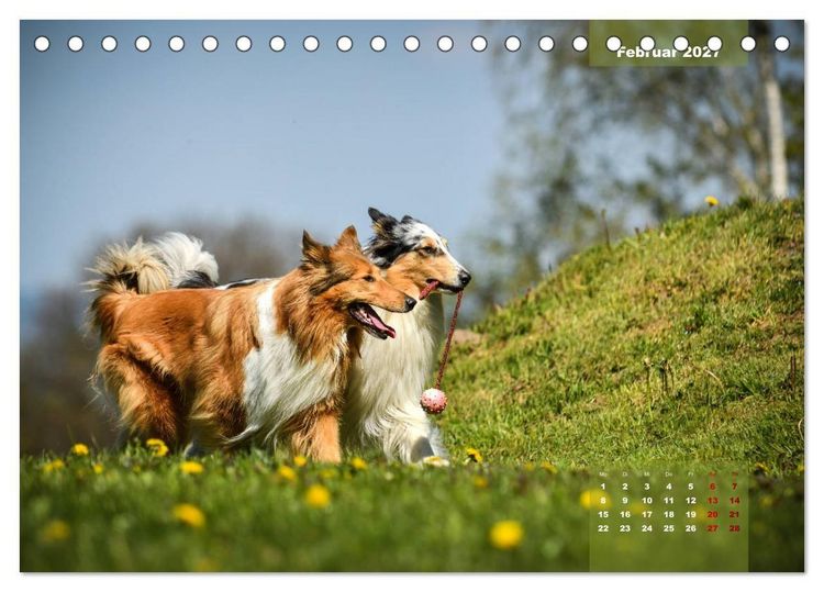 Produktbild: Collies? Was sonst! (Tischkalender 2027 DIN A5 quer), CALVENDO Monatskalender