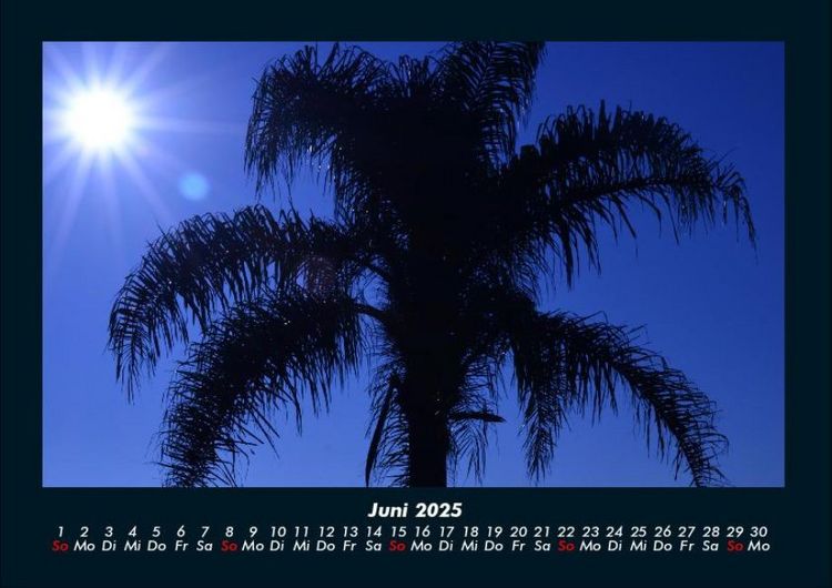 Produktbild: Palmentraum 2025 Fotokalender DIN A4