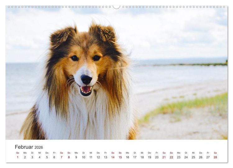 Produktbild: Shelties - Die zuckers&uuml;&szlig;en Vierbeiner. (hochwertiger Premium Wandkalender 2026 DIN A2 quer), Kunstdruck in Hochglanz
