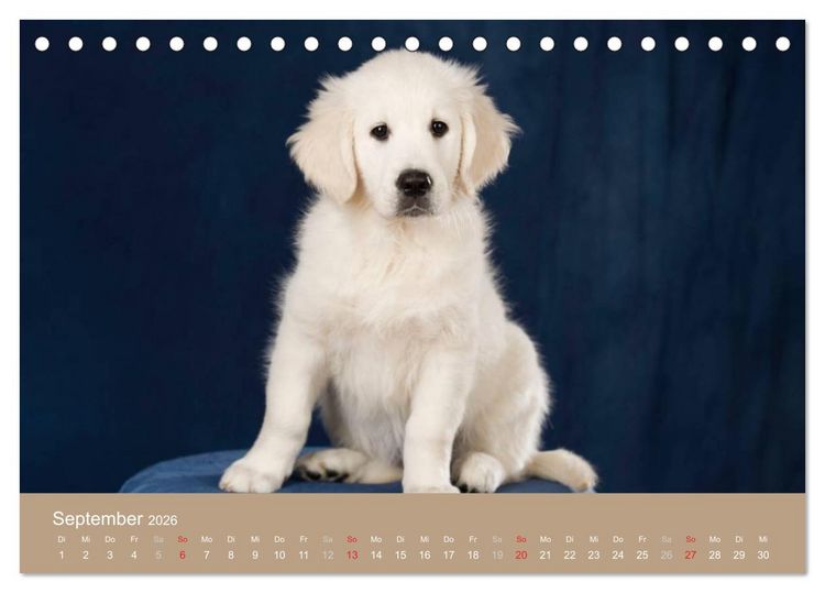 Produktbild: Golden Retriever (Tischkalender 2026 DIN A5 quer), CALVENDO Monatskalender