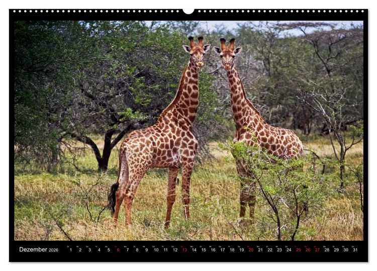 Produktbild: S&Uuml;DAFRIKA Augenblicke (Wandkalender 2026 DIN A2 quer), CALVENDO Monatskalender