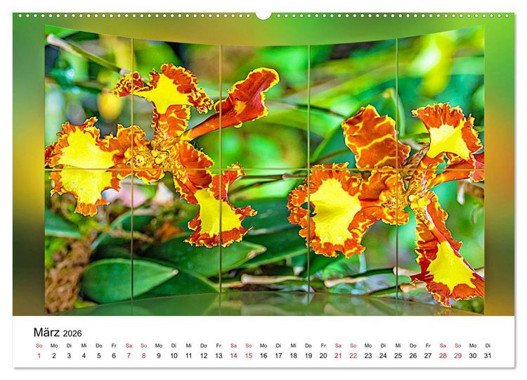 Produktbild: Orchideen Bildergalerie (Wandkalender 2026 DIN A2 quer), CALVENDO Monatskalender