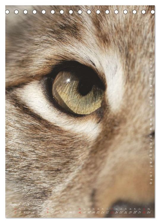 Produktbild: Luchs (Tischkalender 2026 DIN A5 hoch), CALVENDO Monatskalender