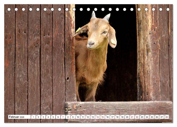 Produktbild: Ziegen - Die Stars aus dem Streichelzoo (Tischkalender 2026 DIN A5 quer), CALVENDO Monatskalender