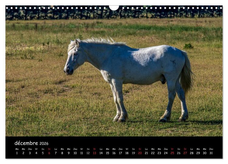 Produktbild: Cheval camarguais (Calendrier mural 2026 DIN A3 vertical), CALVENDO calendrier mensuel