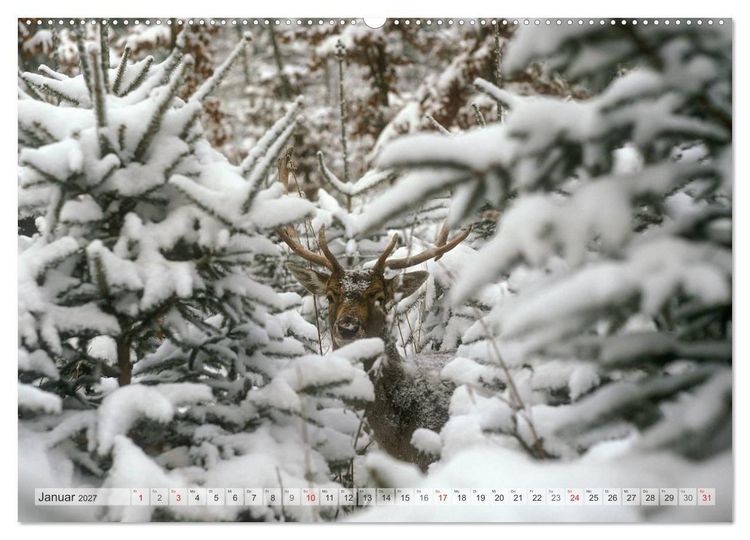 Produktbild: Emotionale Momente: Das Damwild. (hochwertiger Premium Wandkalender 2027 DIN A2 quer), Kunstdruck in Hochglanz
