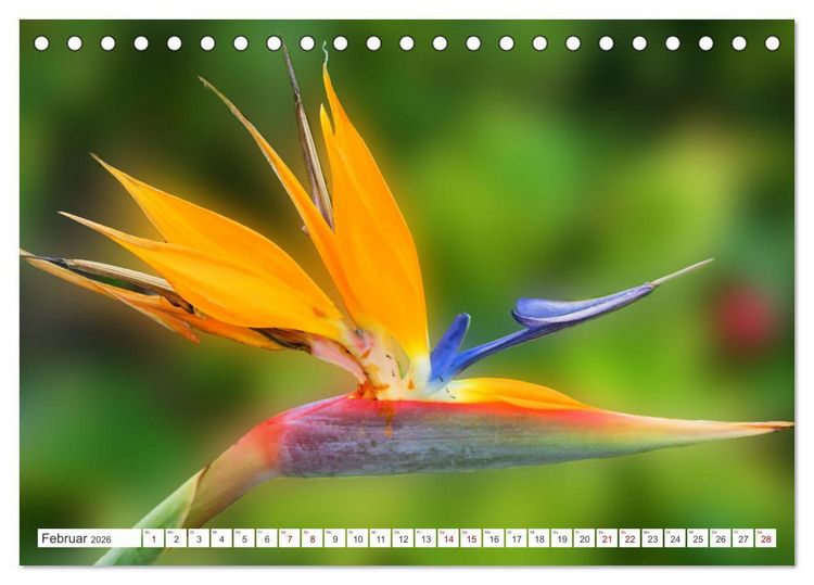Produktbild: Asiatische Blumenpracht (Tischkalender 2026 DIN A5 quer), CALVENDO Monatskalender
