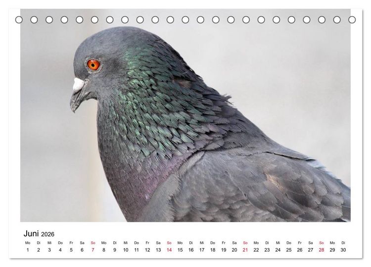 Produktbild: Geliebte Tauben (Tischkalender 2026 DIN A5 quer), CALVENDO Monatskalender