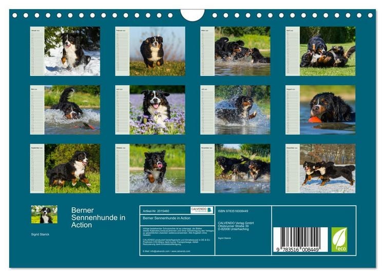 Produktbild: Berner Sennenhunde in Action (Wandkalender 2026 DIN A4 quer), CALVENDO Monatskalender