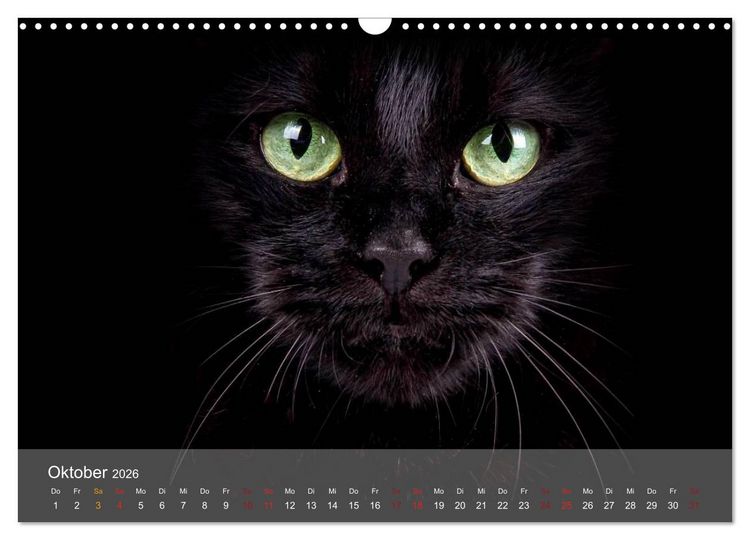 Produktbild: Katzen 2026 Bezaubernde Samtpfoten (Wandkalender 2026 DIN A3 quer), CALVENDO Monatskalender