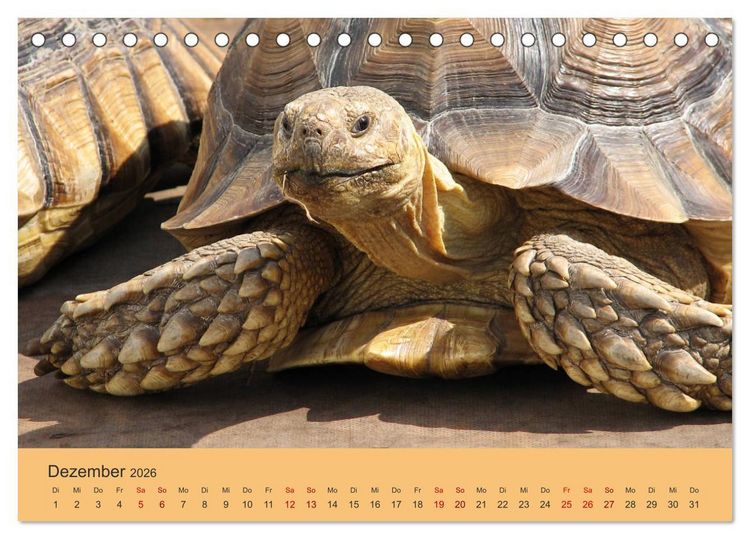 Produktbild: Landschildkr&ouml;ten (Tischkalender 2026 DIN A5 quer), CALVENDO Monatskalender