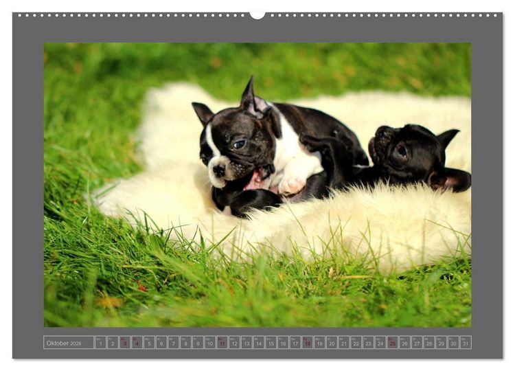 Produktbild: Franz&ouml;sische Bulldoggen (hochwertiger Premium Wandkalender 2026 DIN A2 quer), Kunstdruck in Hochglanz