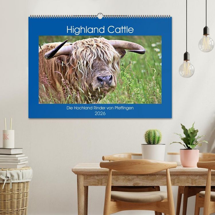 Produktbild: Highland Cattle, die Hochlandrinder aus Pfeffingen (Wandkalender 2026 DIN A2 quer), CALVENDO Monatskalender