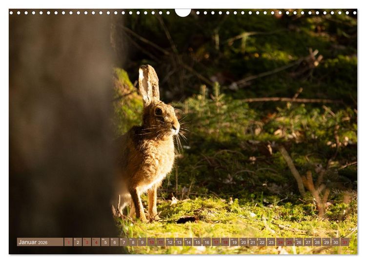 Produktbild: Feldhasen unterwegs in Wald und Flur (Wandkalender 2026 DIN A3 quer), CALVENDO Monatskalender