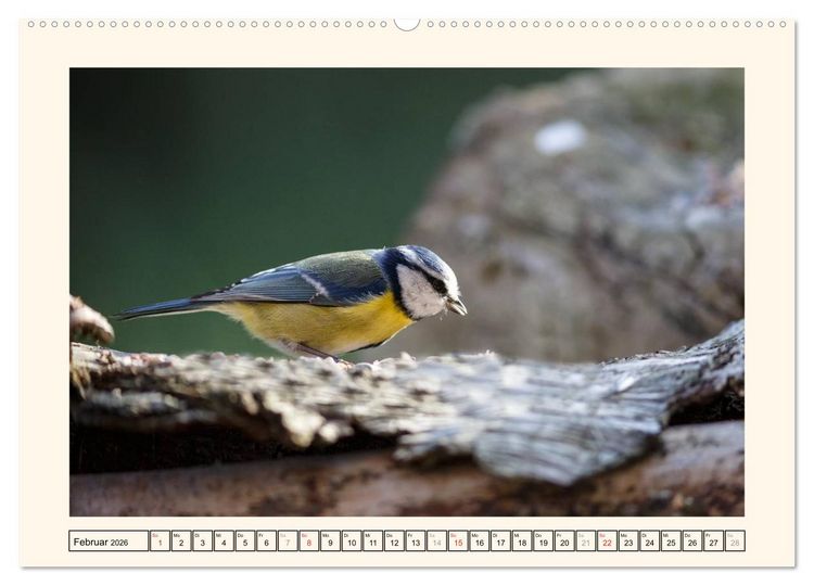 Produktbild: Gefiederte Sch&ouml;nheiten - Die Blaumeise (Wandkalender 2026 DIN A2 quer), CALVENDO Monatskalender