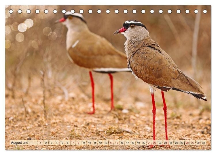 Produktbild: Afrikas Vogelwelt 2027 (Tischkalender 2027 DIN A5 quer), CALVENDO Monatskalender