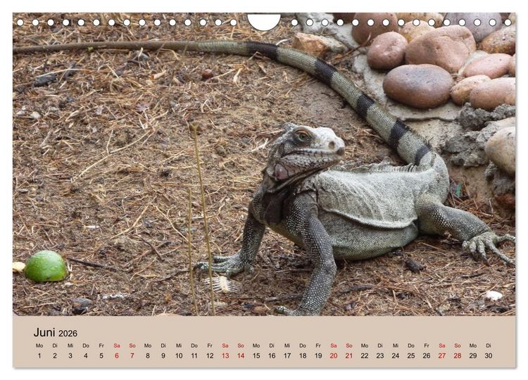 Produktbild: Venezuela - Natur pur Orinoco Delta und die Anden (Wandkalender 2026 DIN A4 quer), CALVENDO Monatskalender