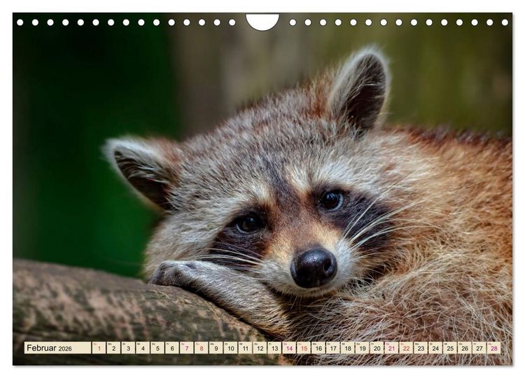 Produktbild: Waschb&auml;r - Niedlicher Allesfresser (Wandkalender 2026 DIN A4 quer), CALVENDO Monatskalender