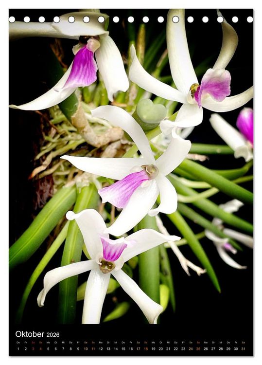 Produktbild: Orchideen - Exoten im Wohnzimmer (Tischkalender 2026 DIN A5 hoch), CALVENDO Monatskalender