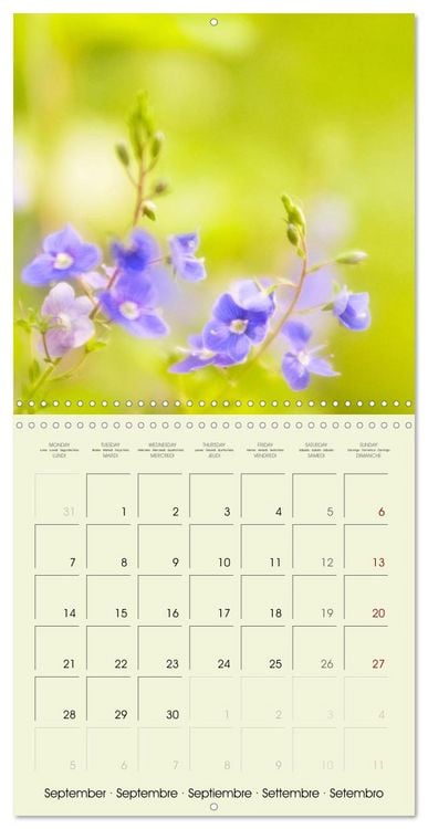 Produktbild: Flowers from dreamland (Wall Calendar 2026 12 &times; 12 Inch) CALVENDO 12 Month Wall Calendar