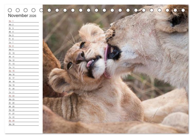 Produktbild: Emotionale Momente: L&ouml;wenbabys - so s&uuml;&szlig;. (Tischkalender 2026 DIN A5 quer), CALVENDO Monatskalender