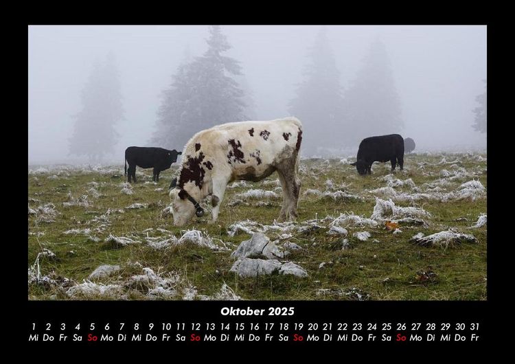 Produktbild: Kuhkalender 2025 Fotokalender DIN A3