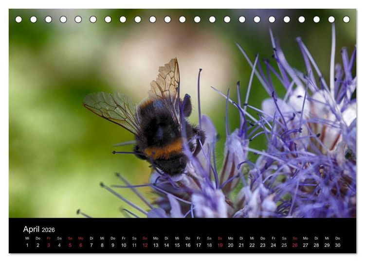 Produktbild: Hummelflug (Tischkalender 2026 DIN A5 quer), CALVENDO Monatskalender