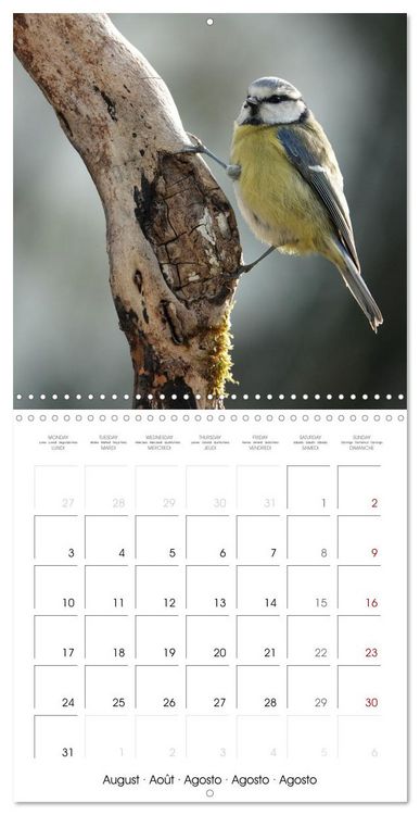 Produktbild: M&eacute;sange bleue en G&acirc;tinais (Calendrier mural carr&eacute; 2026 30x30 cm) Calendrier double avec une page pour vos prises de notes