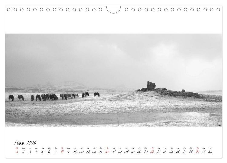 Produktbild: Islandpferde von Brimilsvellir (Wandkalender 2026 DIN A4 quer), CALVENDO Monatskalender