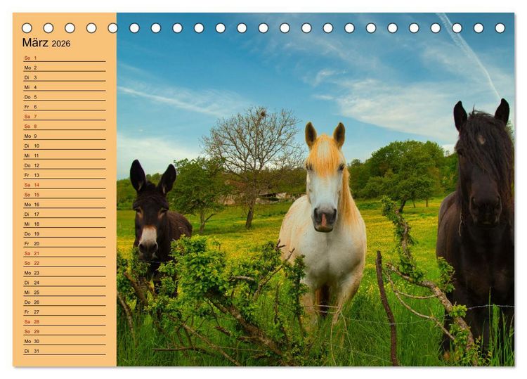 Produktbild: Liebenswerte Esel (Tischkalender 2026 DIN A5 quer), CALVENDO Monatskalender