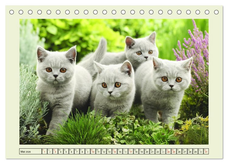 Produktbild: British Shorthair. Sanfte W&uuml;rde und Katzengl&uuml;ck im Gr&uuml;nen (Tischkalender 2026 DIN A5 quer), CALVENDO Monatskalender