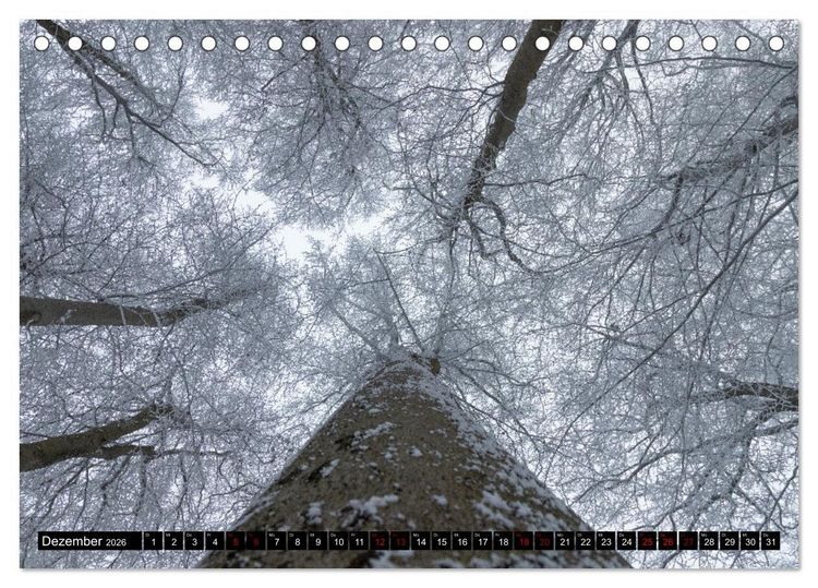 Produktbild: Rotbuchen (Tischkalender 2026 DIN A5 quer), CALVENDO Monatskalender