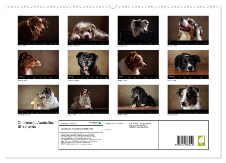 Produktbild: Charmante Australian Shepherds (hochwertiger Premium Wandkalender 2026 DIN A2 quer), Kunstdruck in Hochglanz