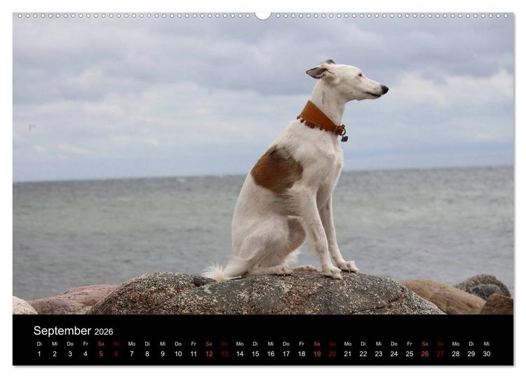 Produktbild: Der Silken Windsprite - ein Seelenhund (Wandkalender 2026 DIN A2 quer), CALVENDO Monatskalender