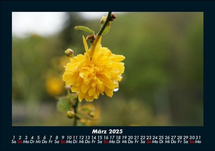 Produktbild: Blumentr&auml;ume 2025 Fotokalender DIN A5