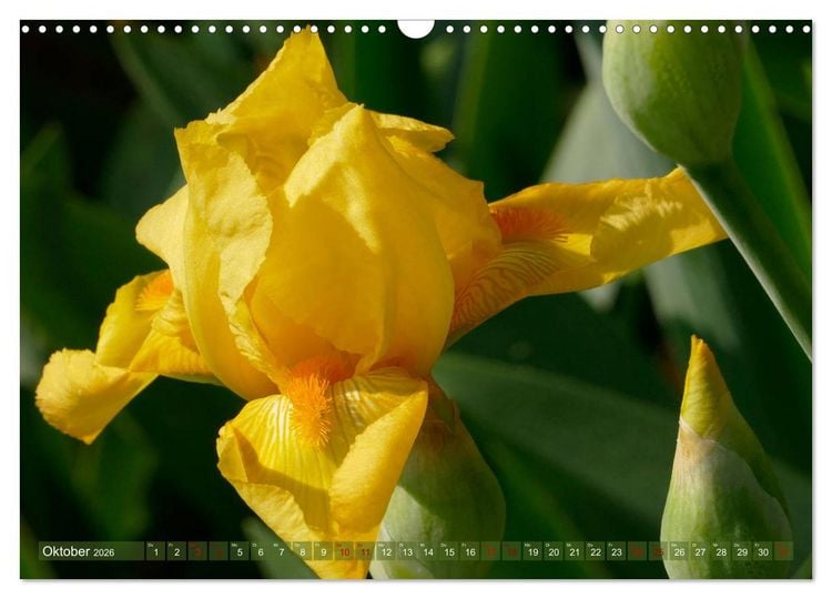 Produktbild: Iris - mond&auml;ne Gartensch&ouml;nheit (Wandkalender 2026 DIN A3 quer), CALVENDO Monatskalender