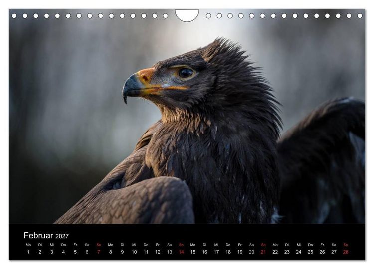 Produktbild: Sch&ouml;nheiten der L&uuml;fte - Greifv&ouml;gel (Wandkalender 2027 DIN A4 quer), CALVENDO Monatskalender
