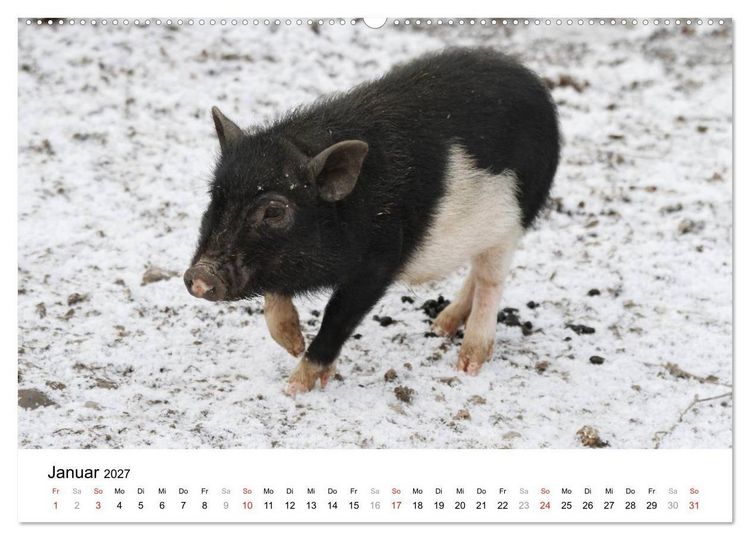 Produktbild: Schwein gehabt! (hochwertiger Premium Wandkalender 2027 DIN A2 quer), Kunstdruck in Hochglanz