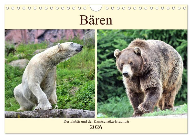Produktbild: B&auml;ren - Der Eisb&auml;r und der Kamtschatka-Braunb&auml;r (Wandkalender 2026 DIN A4 quer), CALVENDO Monatskalender