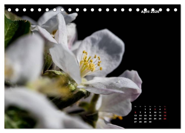 Produktbild: Der Natur auf der Spur - Makro-Fotografien der besonderen Art (Tischkalender 2026 DIN A5 quer), CALVENDO Monatskalender