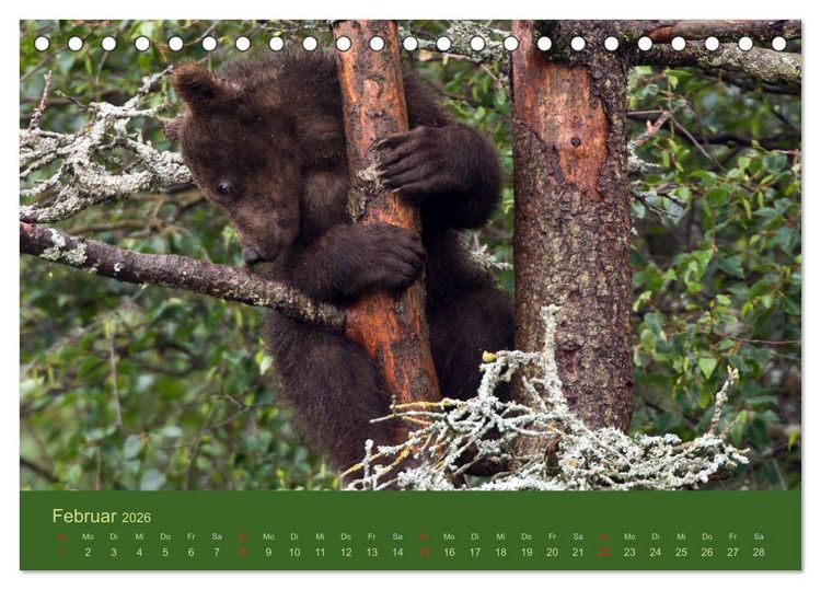 Produktbild: Der B&auml;renkalender 2026 CH-Version (Tischkalender 2026 DIN A5 quer), CALVENDO Monatskalender