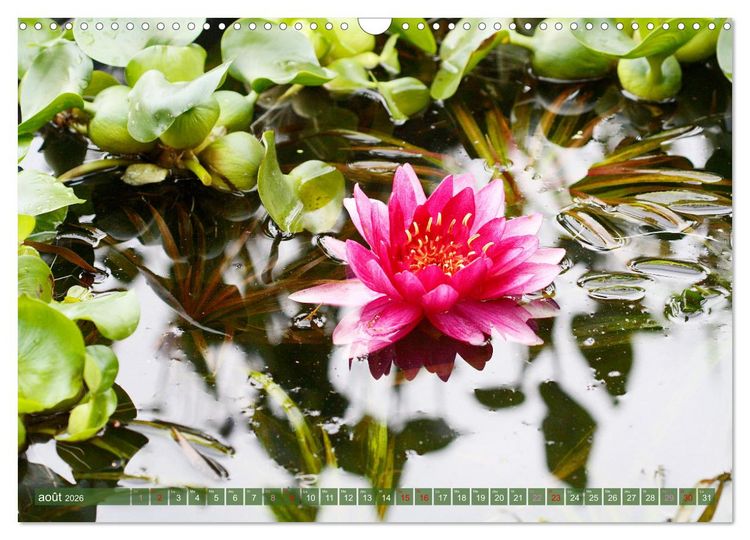 Produktbild: Magnifiques n&eacute;nuphars (Calendrier mural 2026 DIN A3 vertical), CALVENDO calendrier mensuel