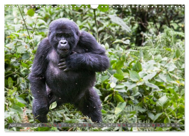 Produktbild: Gorillas ohne Nebel (Wandkalender 2026 DIN A3 quer), CALVENDO Monatskalender