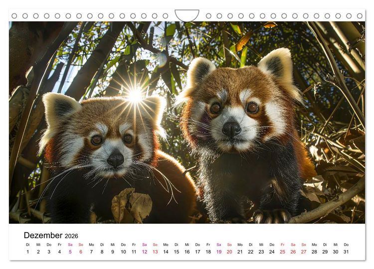 Produktbild: Der Rote Panda (Wandkalender 2026 DIN A4 quer), CALVENDO Monatskalender