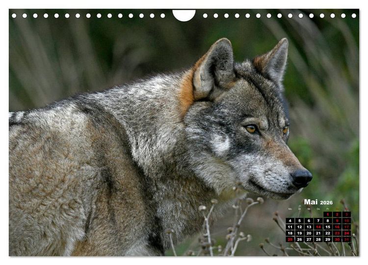 Produktbild: Willkommen Wolf (Wandkalender 2026 DIN A4 quer), CALVENDO Monatskalender