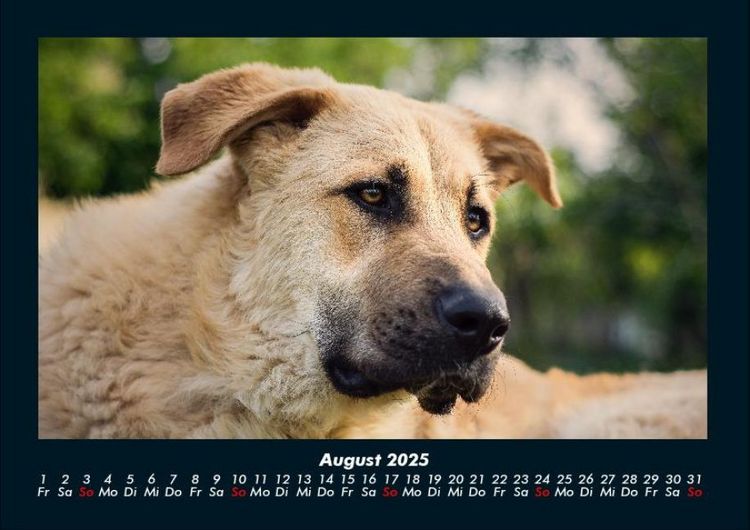 Produktbild: Hunde 2025 Fotokalender DIN A4