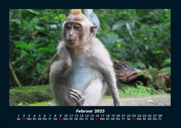 Produktbild: Welt der Affen 2025 Fotokalender DIN A4