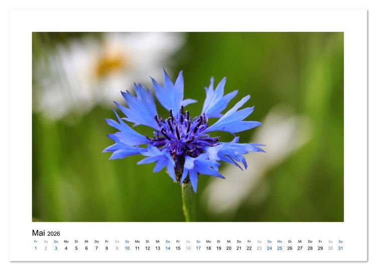 Produktbild: Kornblumen - Blaue Sch&ouml;nheiten (Tischkalender 2026 DIN A5 quer), CALVENDO Monatskalender